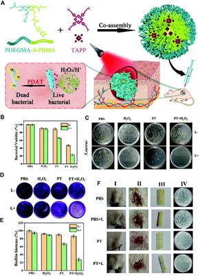 Smart Polymeric Delivery System for Antitumor and Antimicrobial Photodynamic Therapy